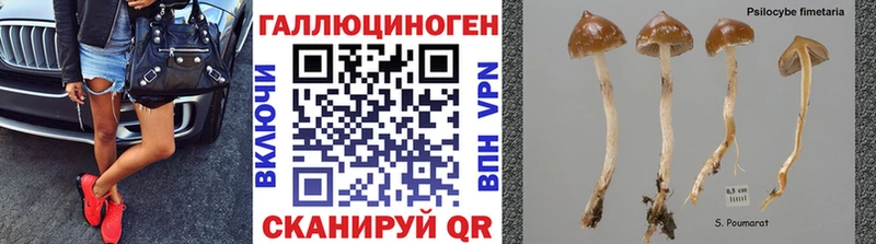 закладка Каргополь Галлюциногенные грибы мухоморы